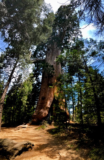 The Resurrection Tree